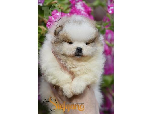 PoulaTo: Premium κουτάβια Pomeranian με εμφάνιση αρκούδας