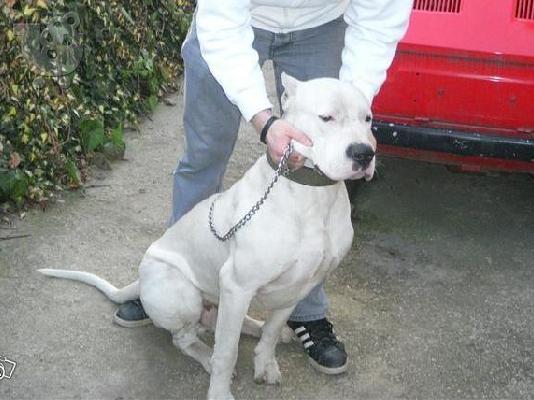 DOGO ARGENTINO