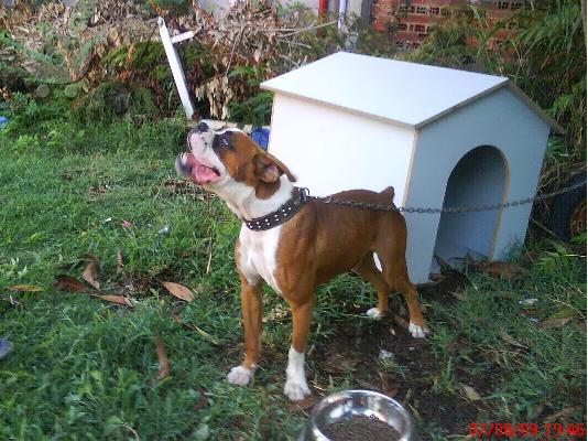 PoulaTo: boxer Μπόξερ