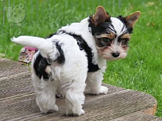 PoulaTo: Ποιότητα Κουτάβια Shih Tzu {300euros}