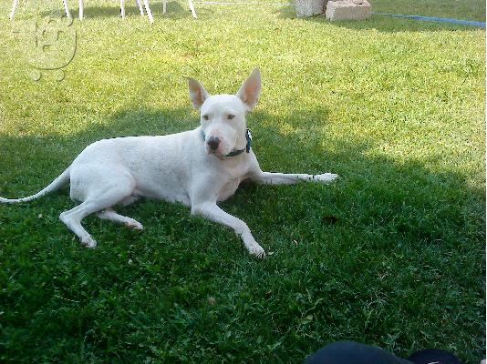 Polounte koutavia Dogo Argentino