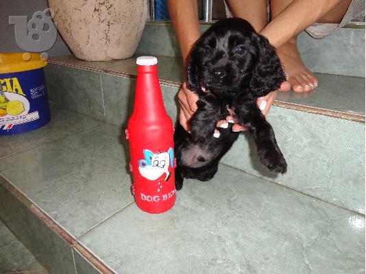 koker spaniel mavro