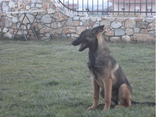 belgian malinois