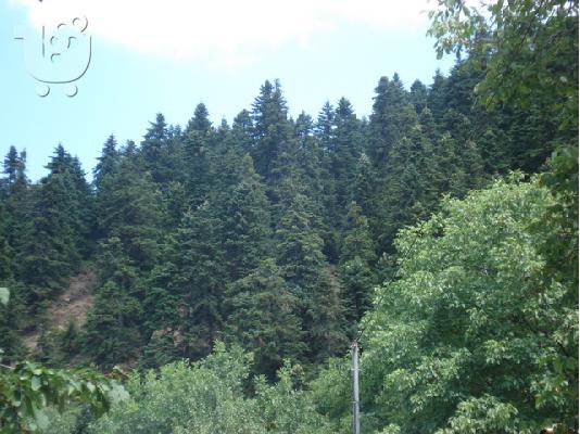 PoulaTo: ΧΡΙΣΤΟΥΓΕΝΝΙΑΤΙΚΑ ΕΛΑΤΑΚΙΑ