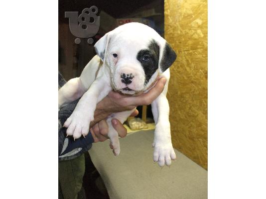 AMERICAN BULLDOGS Μπουλντόγκ