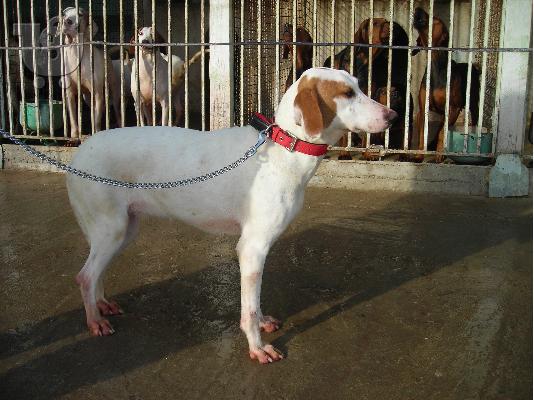 istrian hound