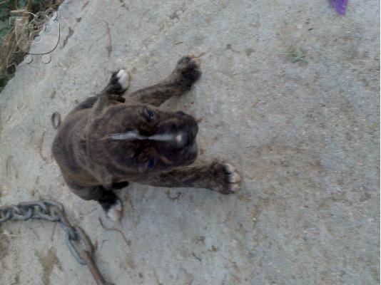 american pitbull