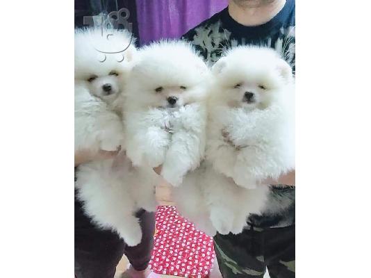 PoulaTo: Δύο φοβερά κουτάβια Pomeranian