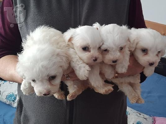 Maltese mini