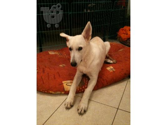 PoulaTo: Γερμανικός Ποιμενικός Λευκός-White German Shepherd Γερμανικός Ποιμενικός