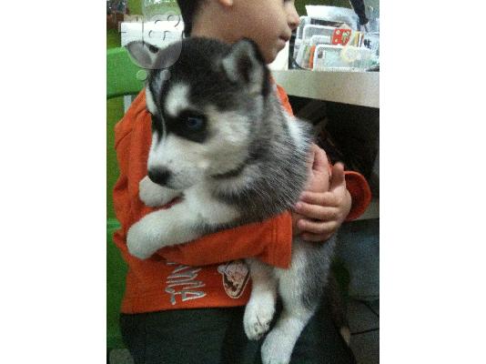 HUSKY