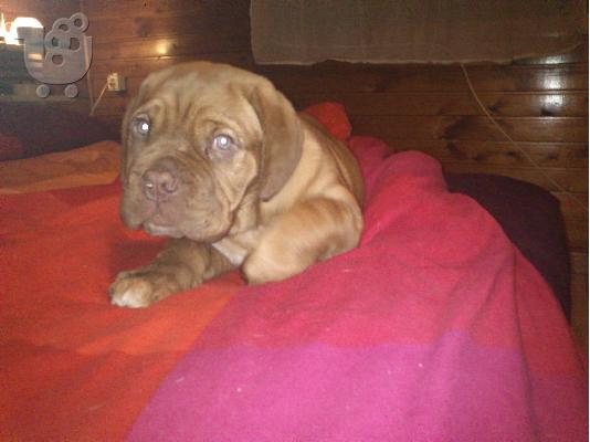 ΠΩΛΕΙΤΑΙ DOGUE DE BORDEAUX ΚΟΥΤΑΒΙ