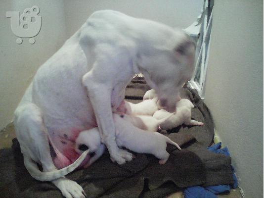 DOGO ARGENTINO
