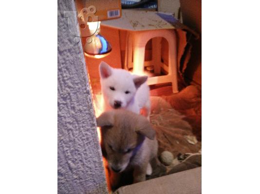 AKITA INU Καθαρόαιμα.