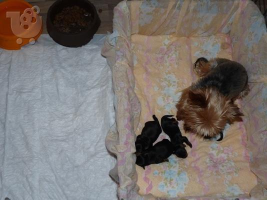 YORKSHIRE TERRIER ΑΡΣΕΝΙΚΟ ΚΟΥΤΑΒΙ