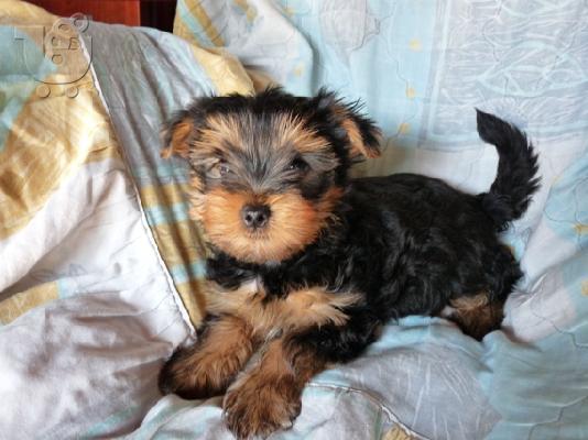 YORKSHIRE TERRIER 1 ΘΗΛΥΚΟ και 1 ΑΡΣΕΝΙΚΟ