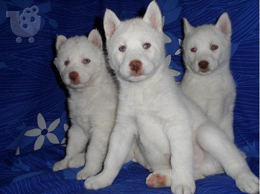Seberian Husky     Χασκι Σιβιριανα καθαροαιμα κουταβια