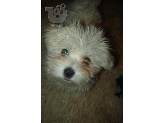 PoulaTo: MALTESE MINI