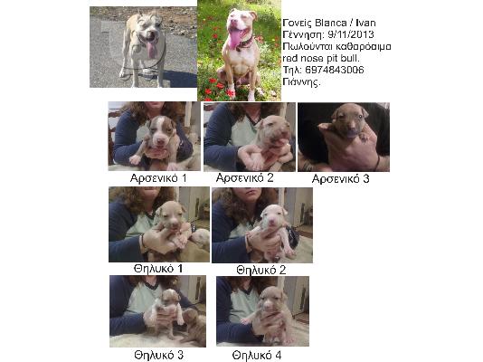 PoulaTo: Καθαρόαιμα red nose pit bull