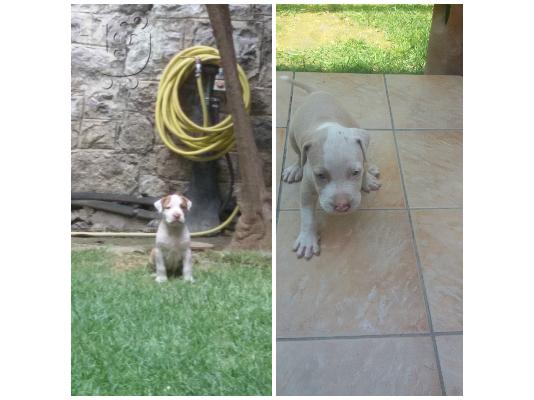 ΚΑΘΑΡΟΑΙΜΑ pitbull terrier red nose