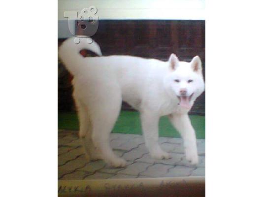 AKITA