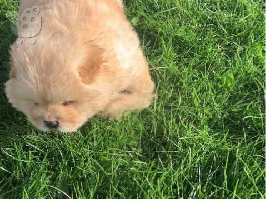 ΔΙΑΘΕΣΙΜΟ ΠΟΛΥ ΚΑΛΕΣ ΕΚΠΤΩΣΗ CHOW CHOW