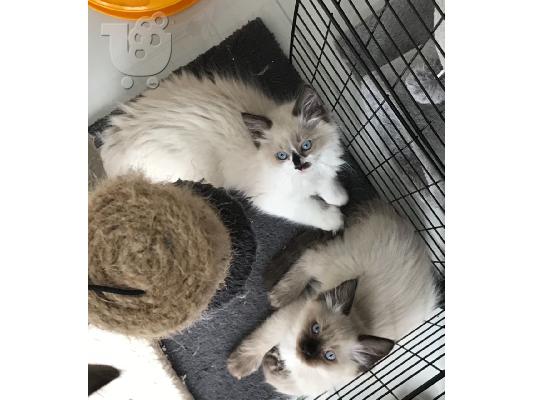 Έχω ένα πανέμορφο μικρό Ragdolls για πώληση.