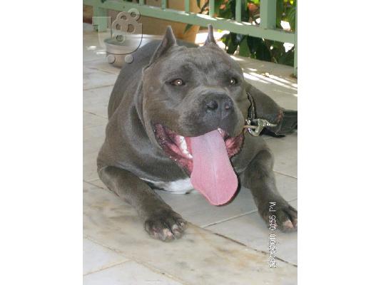 PoulaTo: pitbull blue nose xl puppy