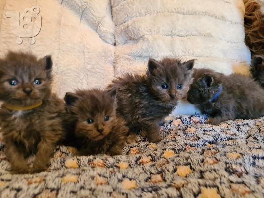 PoulaTo: Maine Coon γατάκια προς πώληση