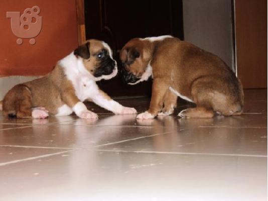 PoulaTo: Boxer