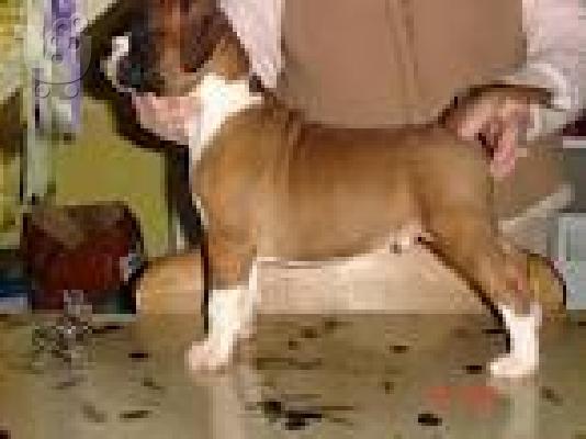boxer