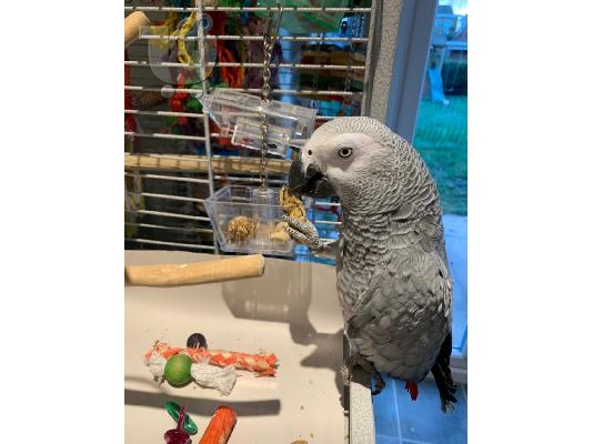 PoulaTo: Το African Gray Baby είναι έτοιμο να βρει ένα νέο σπίτι. Αυτό το