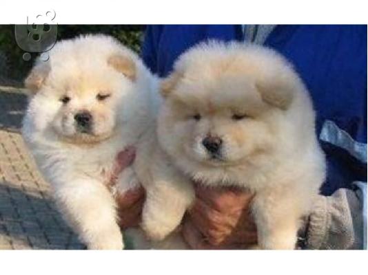 PoulaTo: Όμορφα κουτάβια Chow Chow