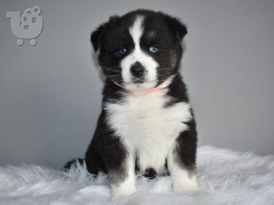 Εκπληκτικά Pomsky κουτάβια