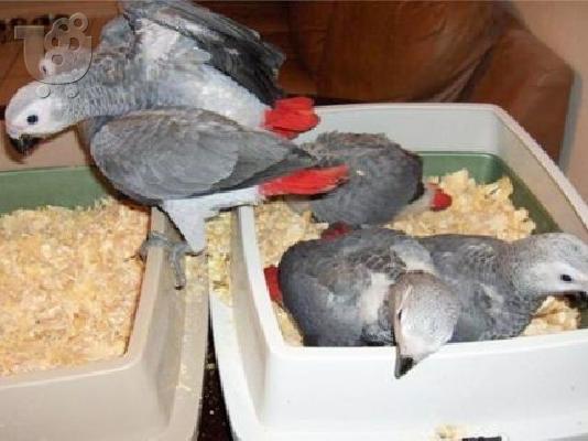 PoulaTo: Talking African Grey Parrots for Sale