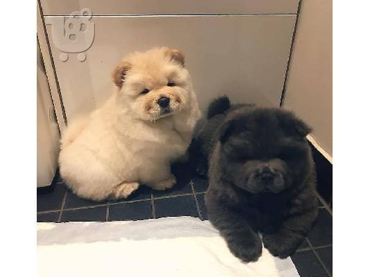 PoulaTo: Διατίθενται εκπαιδευμένα κουτάβια Chow Chow