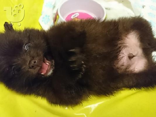 X μάζα τσαγιού Pomeranian κουτάβια