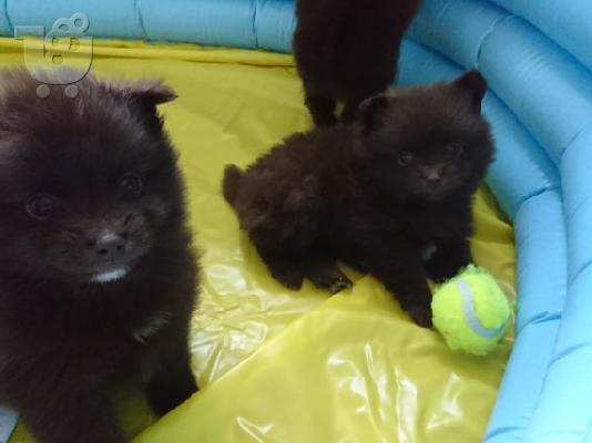 PoulaTo: X μάζα τσαγιού Pomeranian κουτάβια