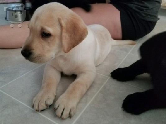 PoulaTo: κουτάβι Labrador