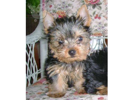 PoulaTo: yorkshire terrier Ντάτσχουντ