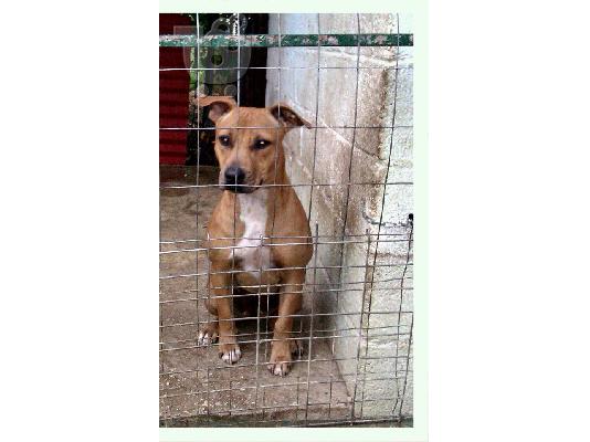 pitbull