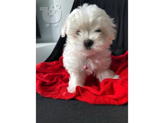 PoulaTo: Maltese Mini
