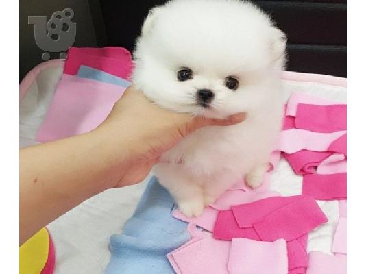 PoulaTo: Νίκαια και υγιή Pomeranian κουτάβια διαθέσιμα