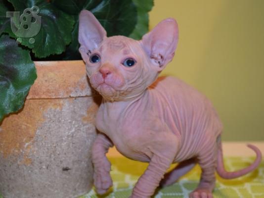 PoulaTo: Γατάκια Sphynx