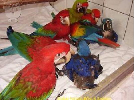 PoulaTo:   scarlet παπαγάλος macaw για 200 €