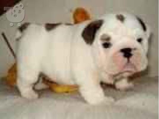 English Bulldog ΑΓΓΛΙΚΑ ΜΠΟΥΛΤΟΝΓΚ — Νέα Φιλαδέλφεια 