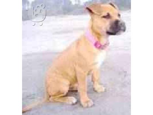 Κουταβάκια PIT BULL ΠΙΤ ΜΠΟΥΛ ........299 — Ηλιούπολη 