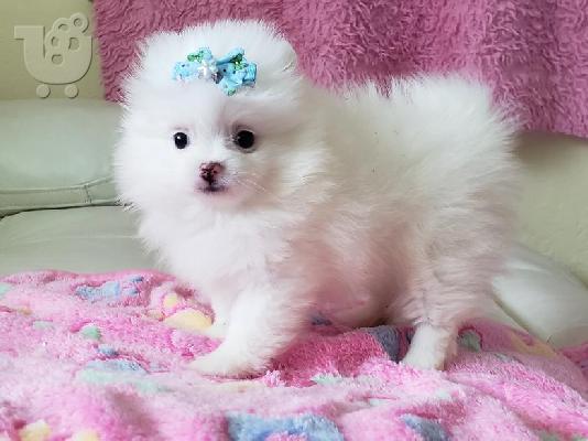 PoulaTo: Καθαρόαιμα κουτάβια Pomeranian