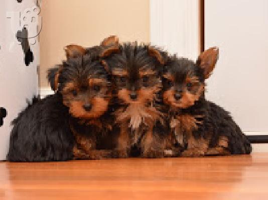 Σούπερ Χριστούγεννα Τσάι Κύπελλο Yorkie κουτάβια