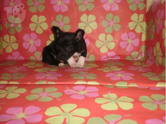 ***ΜΙΝΙ ΠΙΝΤΣΕΡ (MINIATURE PINSCHER)-210ευρώ***